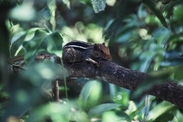 indian palm squirrel in a tree branch
