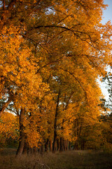 yellow trees forest autumn season fallen leaves