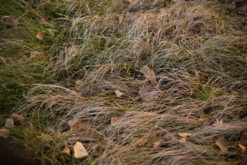 tall meadow grass close up seeds mature