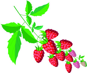 Raspberry branch with ripe red berries and green leaves. Vector illustration for design.