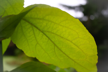 green leaf background