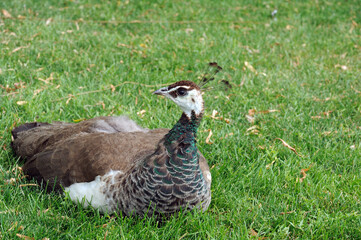 peacock female on green grass