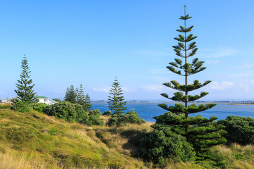 Young Norfolk Island pine trees growing on the coast. Pukehina Beach, Bay of Plenty, New Zealand