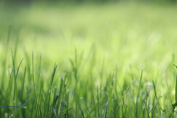 green grass background