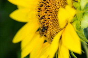 Macro di ape su fiori di girasole