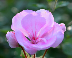 Naklejka premium Fleur