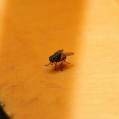 A Fly