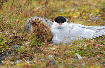 Arctic Tern and the baby are on the ground with green grass with rocks on their sides, in the summer is a breeding season. Having a careful attitude at all times and looking straight.