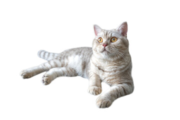 Fototapeta na wymiar British shorthair cat, Silver chocolate color and yellow eyes, striped cats are sitting, relaxing and relaxing on a white background and looking up. Full side view with clipping path.
