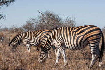 Fototapeta na wymiar Zebras in the Kruger National Park, South Africa