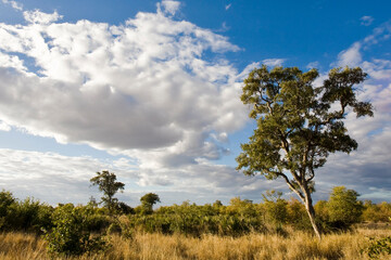 Fototapeta na wymiar African landscape in the Kruger National Park, South Africa 