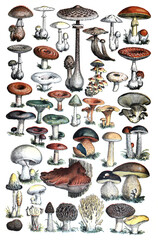 Big colorful forest mushrooms collection / Vintage and Antique illustration from Petit Larousse 1914	