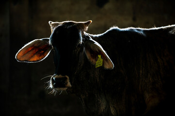 Young cow in the dark Determined eyes and strong look, light from the back creates beautiful rim...