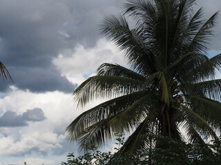 Fototapeta premium Slide the coconut tree in the shadow of the sky