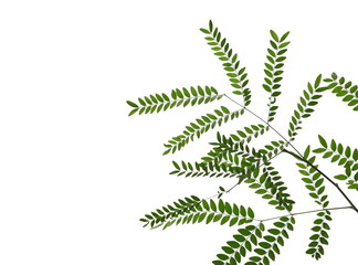 Acacia tree twigs with foliage, branch with leaves isolated on white background, clipping path