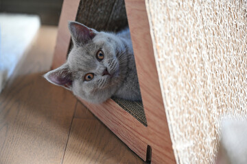 British Shorthair cat, lilac color and orange eyes, cute and beautiful kitten, are playing naughty...