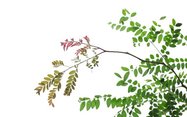 Acacia tree twigs with foliage, branch with leaves isolated on white background, clipping path
