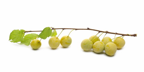 Wild yellow plums, prunes on twig with leaves isolated on white background