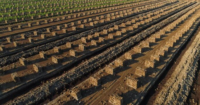 Stacked peat blocks drying in harvesting field aerial view at sunset
