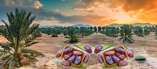 Plantation of date palms, image depicts agriculture industry in desert areas of the Middle East. Fruits of dates are digitally incorporated in foreground of image