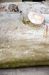 A brown tabby cat washes its skins on a large trunk