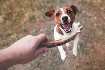 Top view of dog jack russell terrier playing with wooden stick that owner holds, outdoors