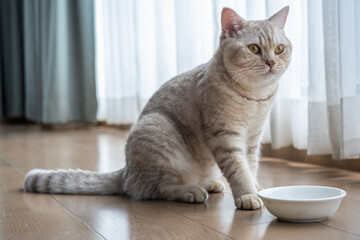 British shorthair cat, Silver chocolate color, yellow eyes, waiting to eat There was a small white cup on the wooden floor in the house by the window overlooking the curtains. Full side view
