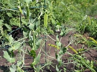 peas growing on the farm in sunny summer day