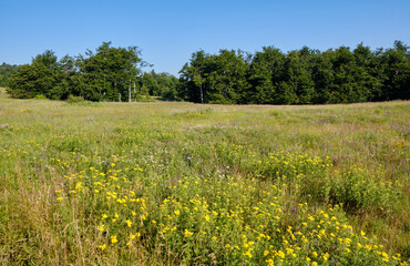 Fototapeta premium High plain plateau of Dubasnica mountain in eastern Serbia near the city of Bor