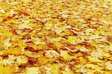 Beautiful autumn leaves background (texture). Natural red, orange and yellow maple leaf. The empty place for your message. Copy space.