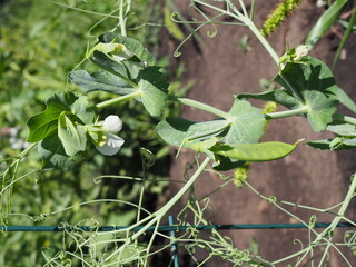 peas growing on the farm in sunny summer day