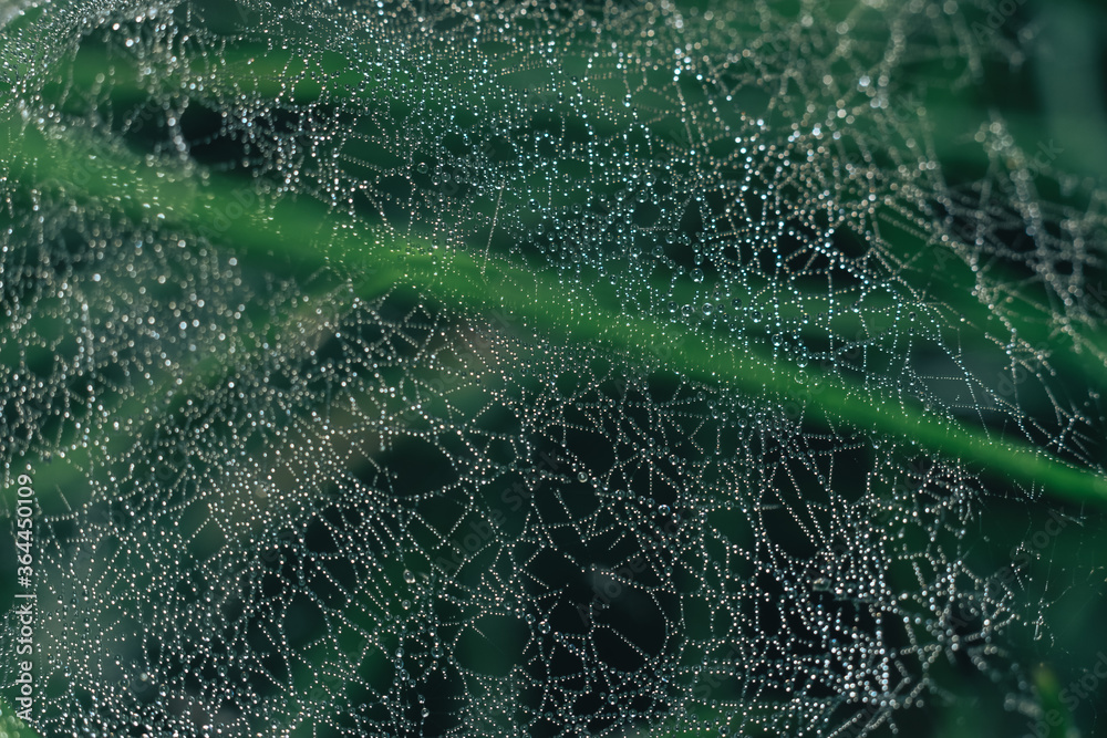 Poster cobweb or spider's web against a natural background, dew drops on a spider .