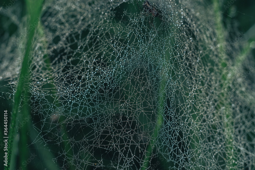 Poster cobweb or spider's web against a natural background, dew drops on a spider .