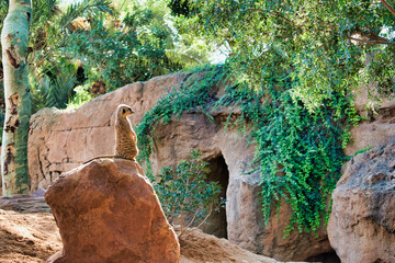 Suricata vigilando peligros
