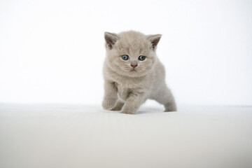 British Shorthair lilac cat, a cute and beautiful baby kitten, learning to walk on a soft bed, white background