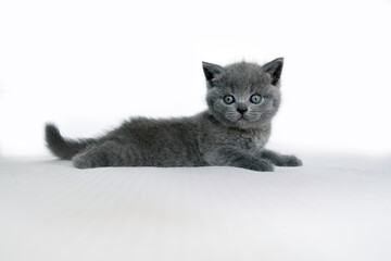 British Shorthair cat blue color, cute and beautiful kitten, is resting on a soft white bed and looking back. On a white background, full side view