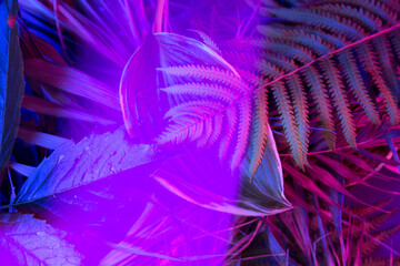 Tropical leaf forest glow in the black light background. High contras