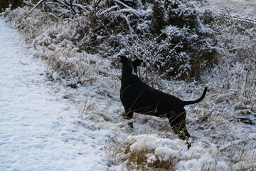 Hunting dog in the snow