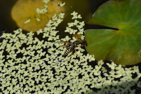 Französische Feldwespe, Polistes dominula, eine Wespe der Faltenwespen, beim Trinken, friedliche, nützliche Wespe für nachhaltigen Gartenbau, natürliche Schädlingsbekämpfung, Artenreichtum