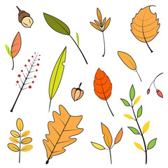Set of Autumn leaf, Vector leaf set, eps10 vector format.