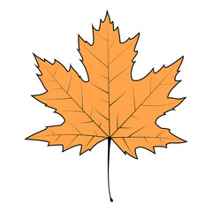 Set of Autumn leaf, Maple leaf vector, eps10 vector format.