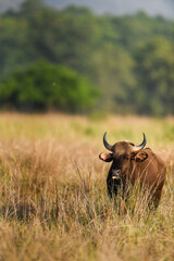 Gaur or Indian Bison or bos gaurus a Vulnerable animal portrait from central india forest