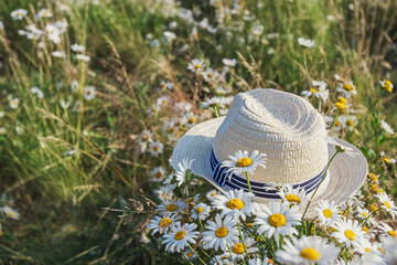 Straw hat with a blue ribbon on a daisy field on a sunny summer day. White flowers. Holidays and vacations in Russia.