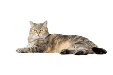 British Shorthair cats The Scottish hybrid has golden and black stripes and yellow eyes. Lying on the ground and a white background Full side view.