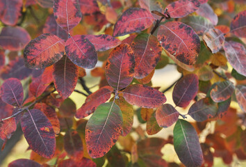 The autumn leaves on blue sky background.