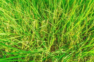 texture green rice field surface And the yellow rice paddy Use as nature background