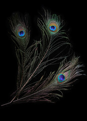 Obraz premium Pattern of peacock feathers on a black background