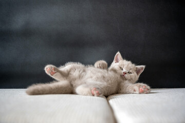 The British Shorthair lilac cat, cute and beautiful kitten, is sleepy on a cloth cushion, lying on his back. Relaxing posture is very cute.