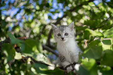 Naklejka na ściany i meble Cute cat is lying on the tree ,Little kitten on a branch a natural green background ,The eyes of mammals are looking.