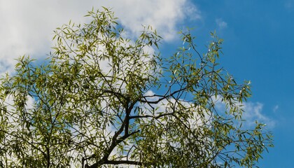 Weide vor blauem Himmel 